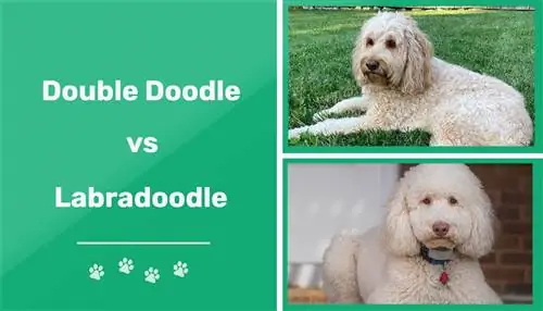 Double Doodle pret Labradoodle: galvenās atšķirības (ar attēliem)