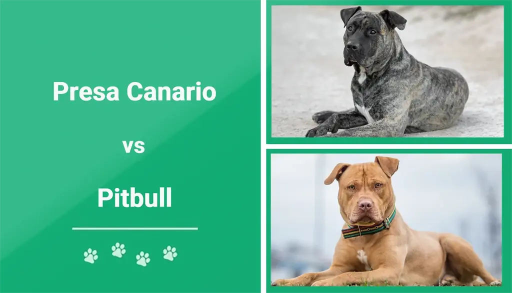 Presa Canario срещу Pitbull: Забележими разлики (със снимки)