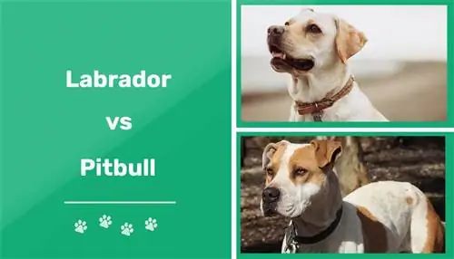 Labrador vs Pitbull: les diferències (amb imatges)