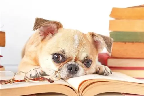 Czy psy są dozwolone w Barnes and Noble? Aktualizacja 2023