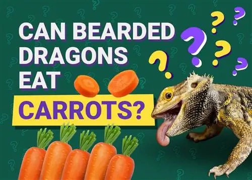 Maaari Bang Kumain ng Karot ang mga Bearded Dragons? Mga Potensyal na Benepisyo sa Kalusugan & Mga Panganib