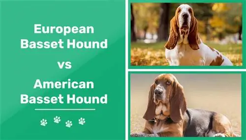European vs American Basset Hound: Qhov txawv ntawm qhov tseem ceeb (nrog duab)
