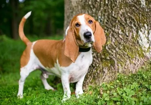 Basset Hound Hunde Race Info: Billeder, Plejevejledning, Temperament & Egenskaber