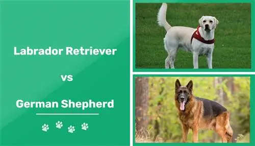Labrador retriever vs schäfer: Jämförelsen (med bilder)