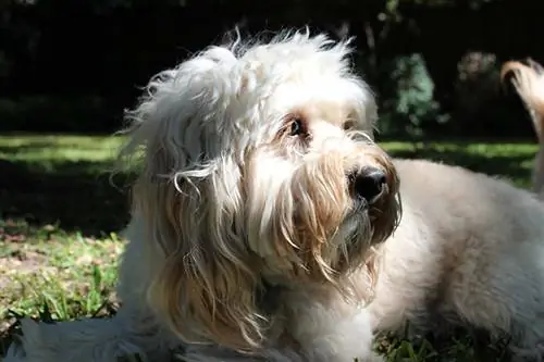 Petite Goldendoodle Dog Breed: სურათები, სრული გზამკვლევი, ინფორმაცია, მოვლა & მეტი
