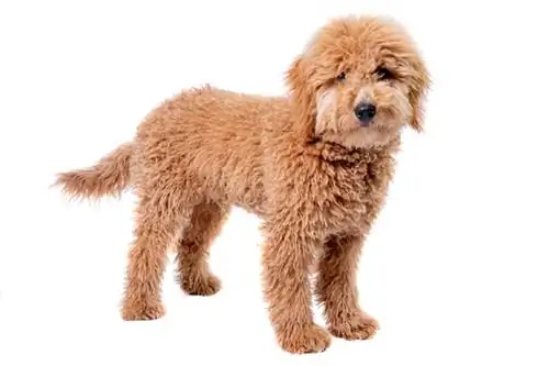 Guida alle razze di cani Goldendoodle in miniatura: immagini, informazioni, cura & Altro