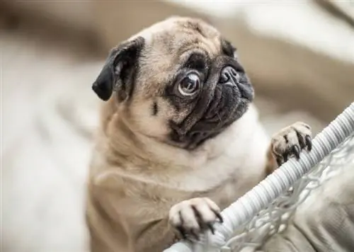 10 skvelých & zábavných faktov o mopslíkoch pre milovníkov psov