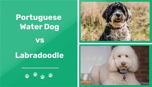 Portugalský vodní pes vs Labradoodle: Pozoruhodné rozdíly (s obrázky)