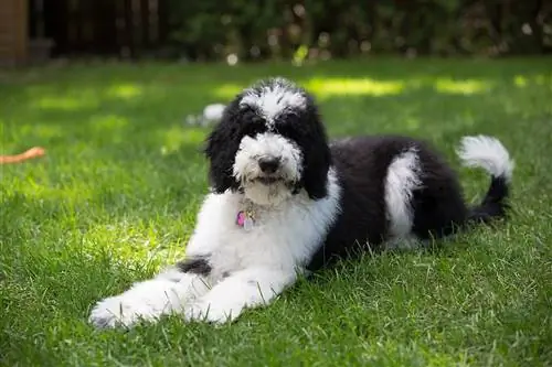 Sheepadoodle (Old English Sheepdog & Poodle Mix): Info, Pictures, Care & Më shumë