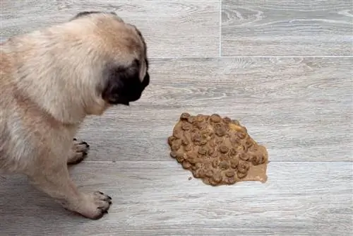 Miksi koirani oksentaa sulamatonta ruokaa? 9 syytä & Ratkaisut