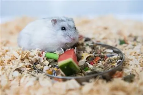 Kan hamstere spise vandmelon? Alt hvad du behøver at vide