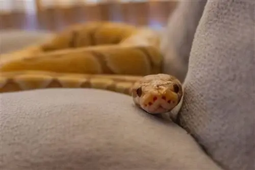 Van olyan kígyó, amelyik nem harap? 8 lehetséges házi kedvenc (képekkel)