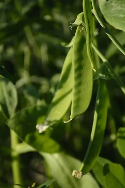 ছবি