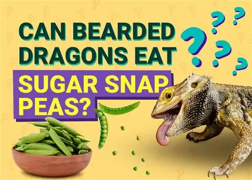 Kan Bebaarde Drake Sugar Snap Peas eet? Potensiële gesondheidsvoordele & Risiko's