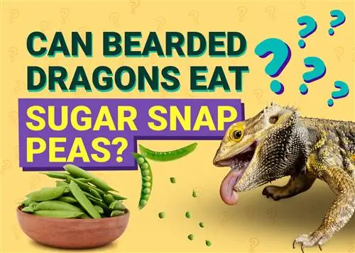 Tau Bearded Dragons Noj Qab Zib Snap Peas? Cov txiaj ntsig kev noj qab haus huv muaj peev xwm & Risks