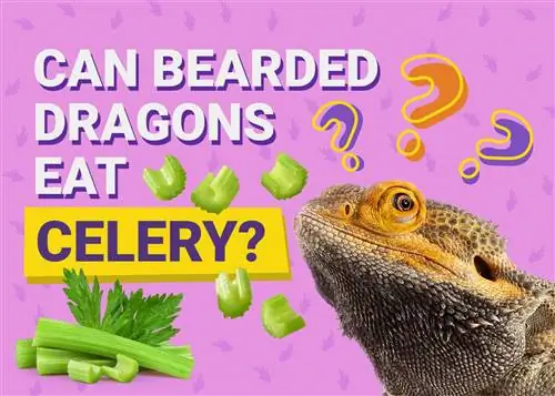 Maaari Bang Kumain ng Celery ang Mga May Balbas na Dragons? 5 Mga Potensyal na Benepisyo sa Kalusugan