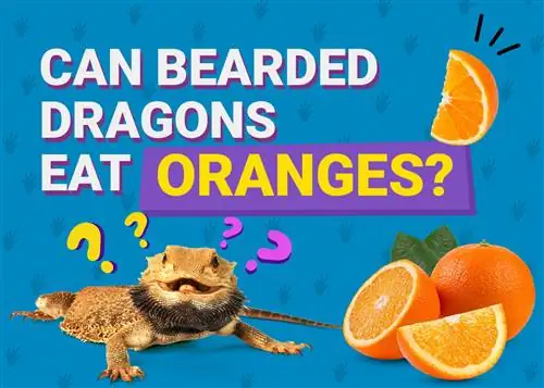 Voivatko parralliset lohikäärmeet syödä appelsiineja? Terveysriskit & FAQ