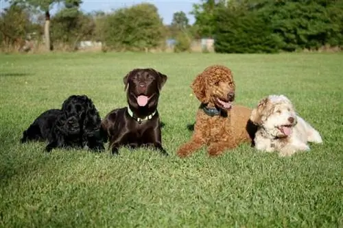 20 razas de perros propensas a tener estómagos sensibles