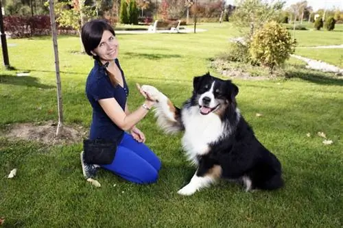 Como fazer um cachorro abusado confiar em você: 10 dicas avaliadas por veterinários