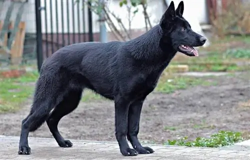 Quand est la Journée nationale du chien noir & Qu'est-ce que c'est ? Guide 2023