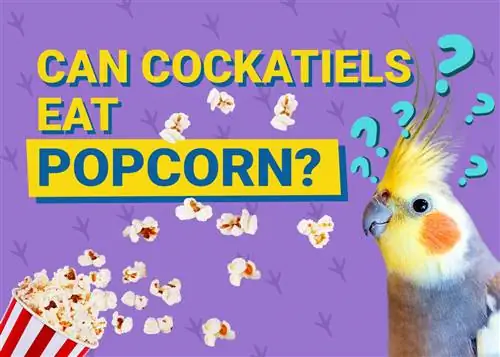 Je, Cockatiels Inaweza Kula Popcorn? Maelezo ya Lishe Yaliyopitiwa na Vet Unayohitaji Kujua