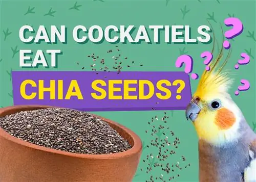 ¿Pueden las cacatúas comer semillas de chía? ¡Información nutricional revisada por veterinarios que necesita saber