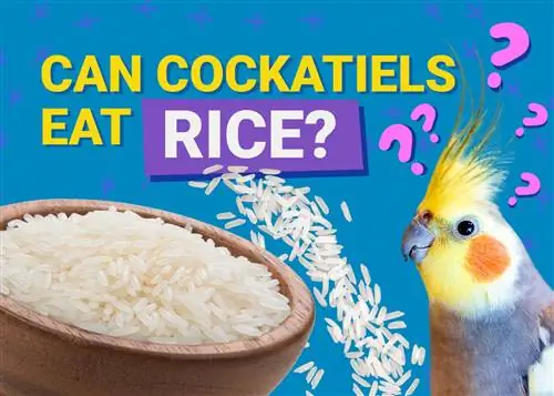 Ehetnek rizst a cockatielek? Állatorvos által felülvizsgált táplálkozási információk, amelyeket tudnod kell