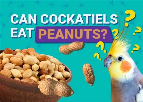 Ar Cockatiels gali valgyti žemės riešutus? Veterinarų peržiūrėta informacija, kurią reikia žinoti