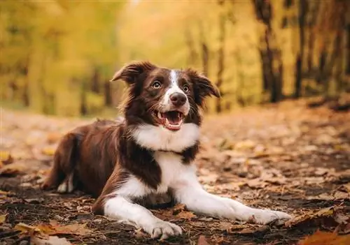 Kako dresirati Border Colliea na stado: 13 savjeta & trikova