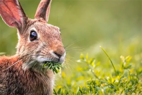 กระต่ายเป็นสัตว์กินพืชหรือไม่? อาหาร & ข้อเท็จจริงด้านสุขภาพ