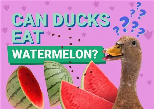 Mogu li patke jesti lubenicu? Dijeta & Zdravstveni savjeti