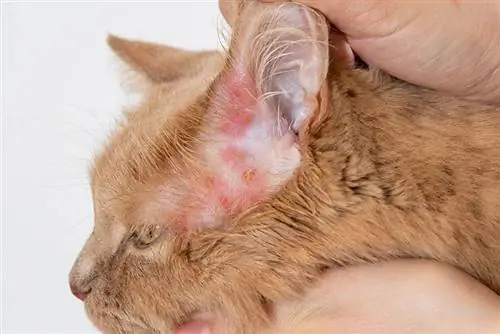 ¿Cómo se ve la sarna en un gato? Veterinario Explicado Signos, Tipos & Tratamientos