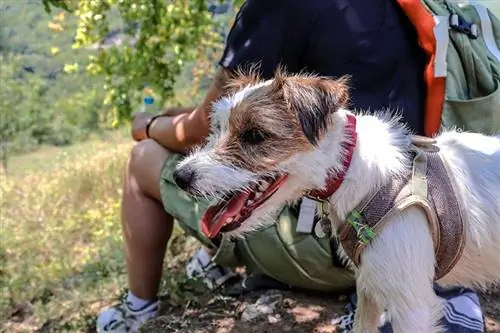 छोटे कुत्तों के साथ लंबी पैदल यात्रा के लिए 10 महत्वपूर्ण सुझाव & क्या लाना है