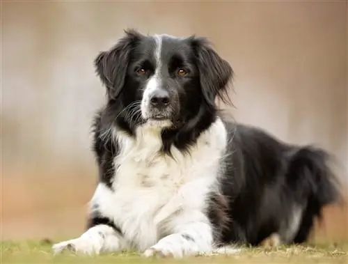 גזע כלבי בורדר קולי: מידע, תמונות, תכונות, מדריך טיפול & עוד
