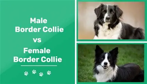 Border Collie mâle vs femelle : les différences (avec photos)