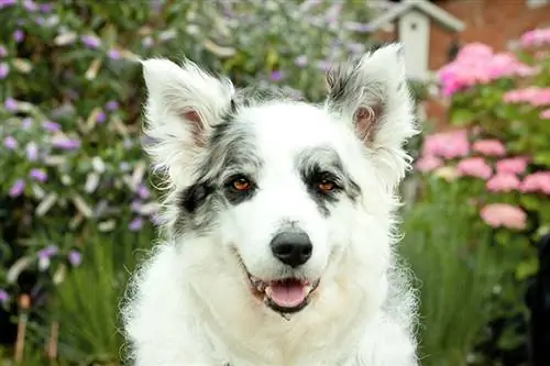 White Border Collie: Historia & Faktaa (kuvien kanssa)