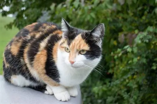 9 Fatti affascinanti sui gatti Calico: guida approvata dal veterinario (con immagini)
