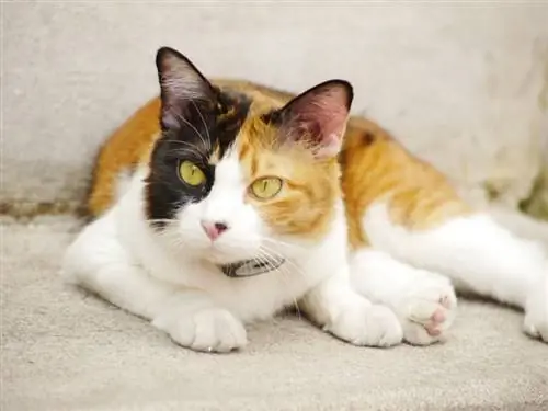 History Of Calico Cats: Origins & Ancestry Explained