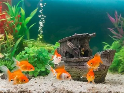 Je veľkosť nádrže na zlatú rybku dôležitá? Fakty o vode & často kladené otázky