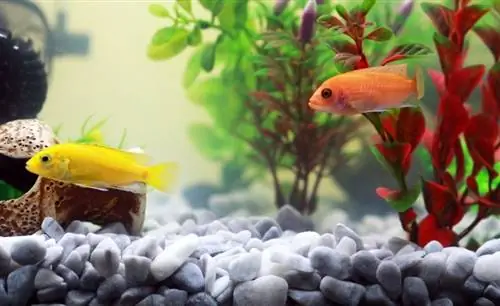 Aquascape Ihres Goldfischbeckens wie ein Profi: 10 Methoden, die funktionieren