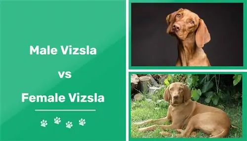 Vīrietis vs sieviete Vizslas: kāda ir atšķirība (ar attēliem)