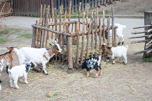 11 DIY Goat Hay Feeder แผนที่คุณสามารถทำได้วันนี้ (พร้อมรูปภาพ)