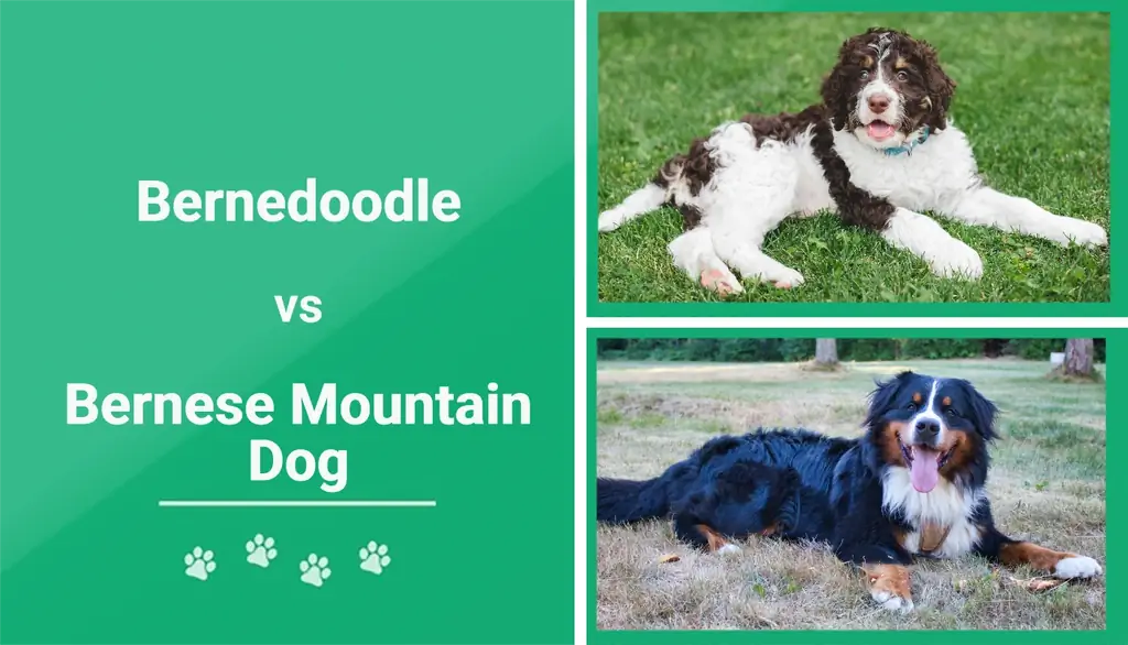 Bernedoodle vs Berno zenenhundas: pagrindiniai skirtumai (su nuotraukomis)