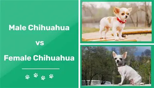 Mandlige vs kvindelige chihuahuaer: Hvad er forskellen (med billeder)