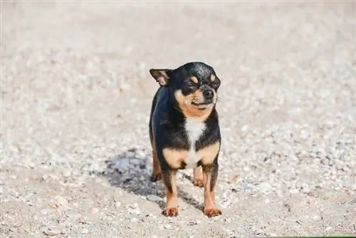Chihuahua Dog Breed Guide: Πληροφορίες, Εικόνες, Φροντίδα & Περισσότερα