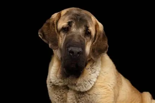 Ръководство за породата кучета испански мастиф: информация, снимки, грижи & Още