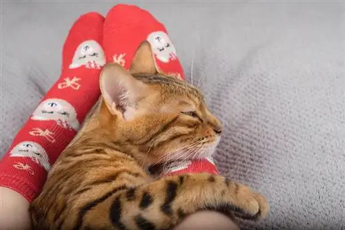 Miért szeretik annyira a macskák a lábukat? 6 lehetséges ok