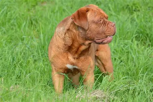 Udhëzues Ultimate Dog Race Mastiff: Informacion, Foto, Kujdes & Më shumë