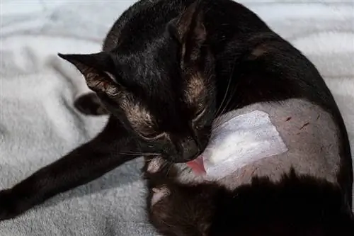Ako zabrániť mačke, aby si nelízala rany: 3 overené metódy