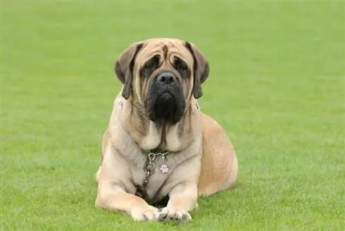 8 verschiedene Mastiff-Typen (mit Bildern)